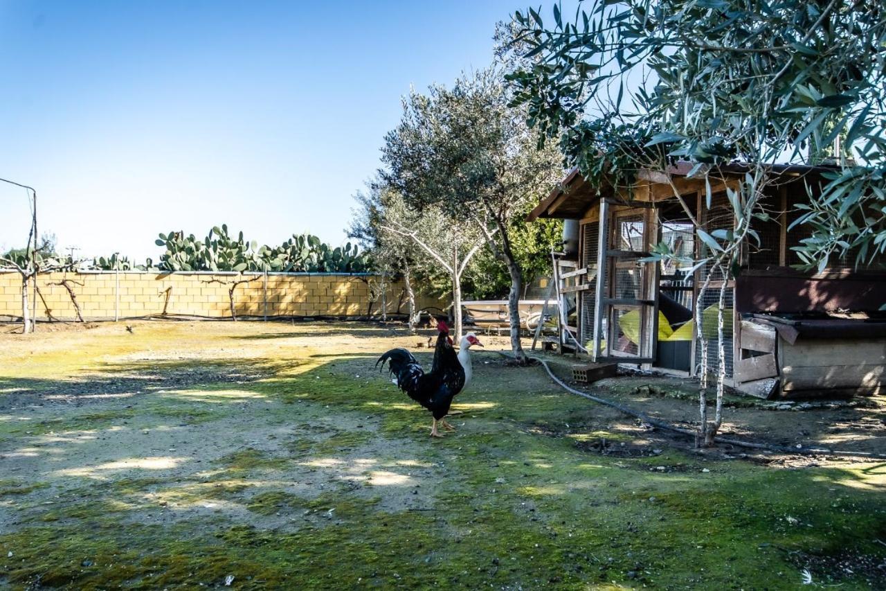 Reel Paradise Villa, Cyprus Lárnaka Eksteriør bilde